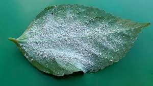 uploads/images/pest/jasmine whte fly.jpg